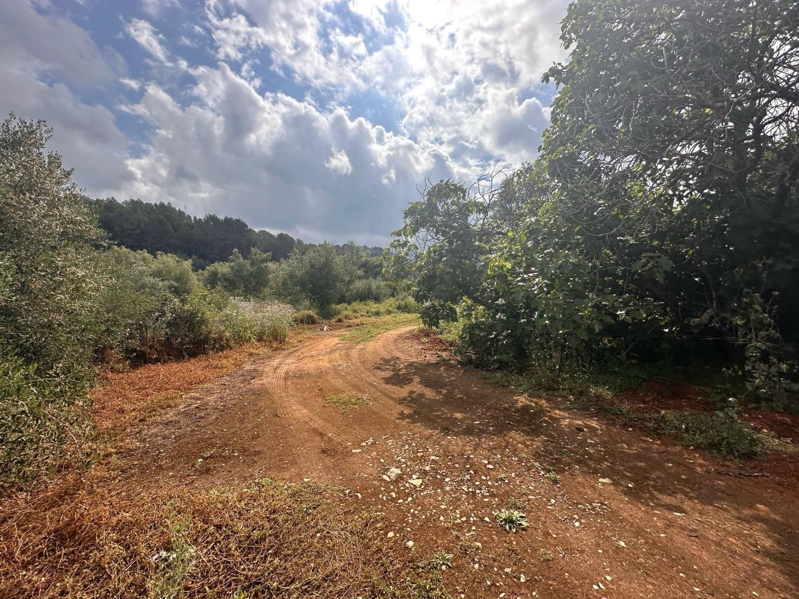 Ubebygd land til salgs i Alzira - € 25 000 (Ref: 9048707)