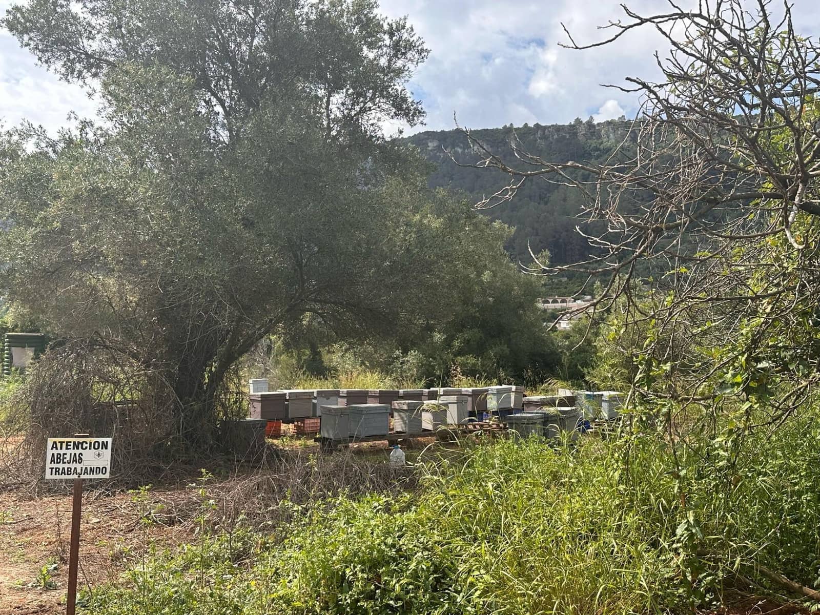 Ubebygd land til salgs i Alzira - € 25 000 (Ref: 9048707)
