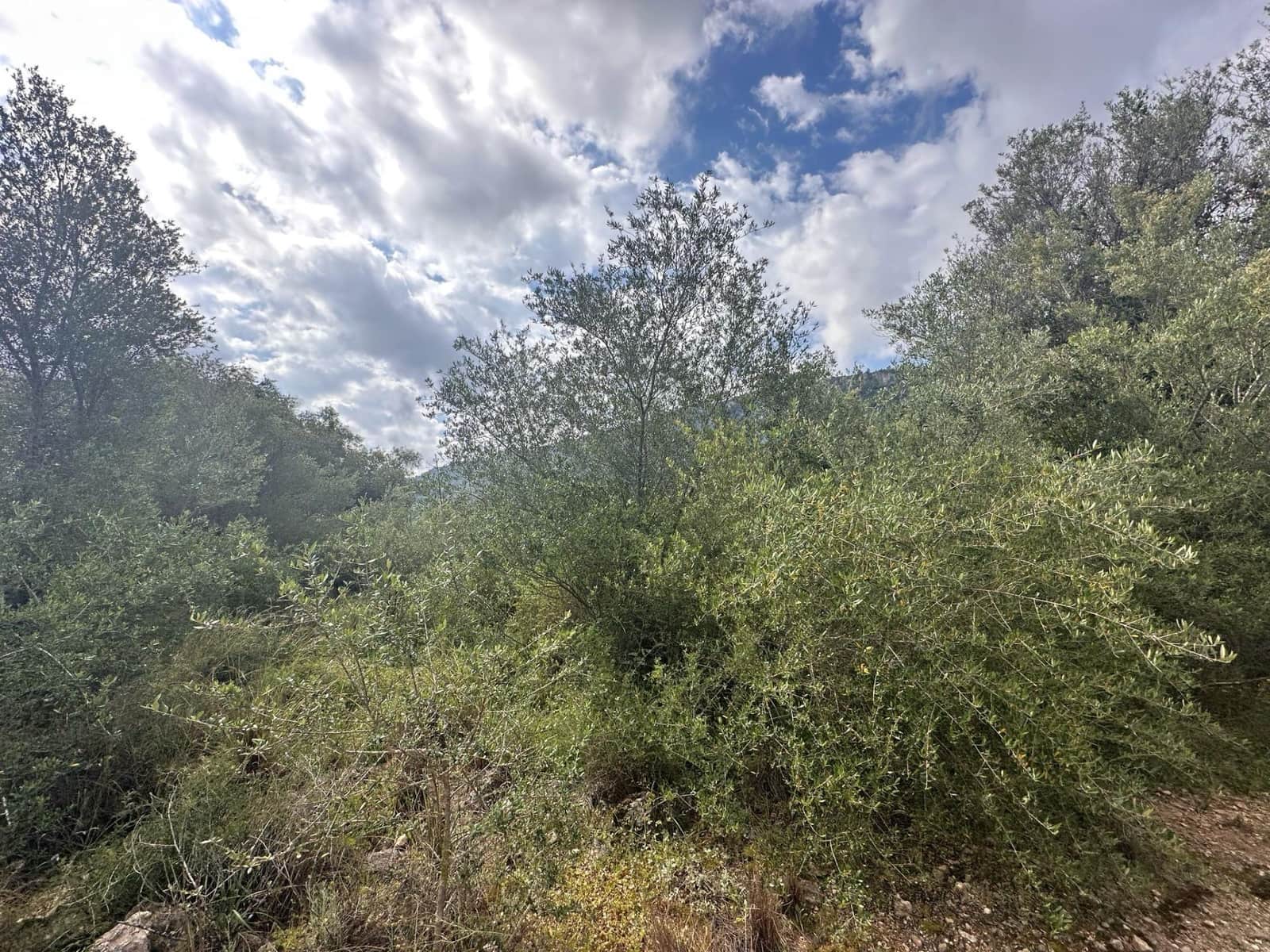 Ubebygd land til salgs i Alzira - € 25 000 (Ref: 9048707)