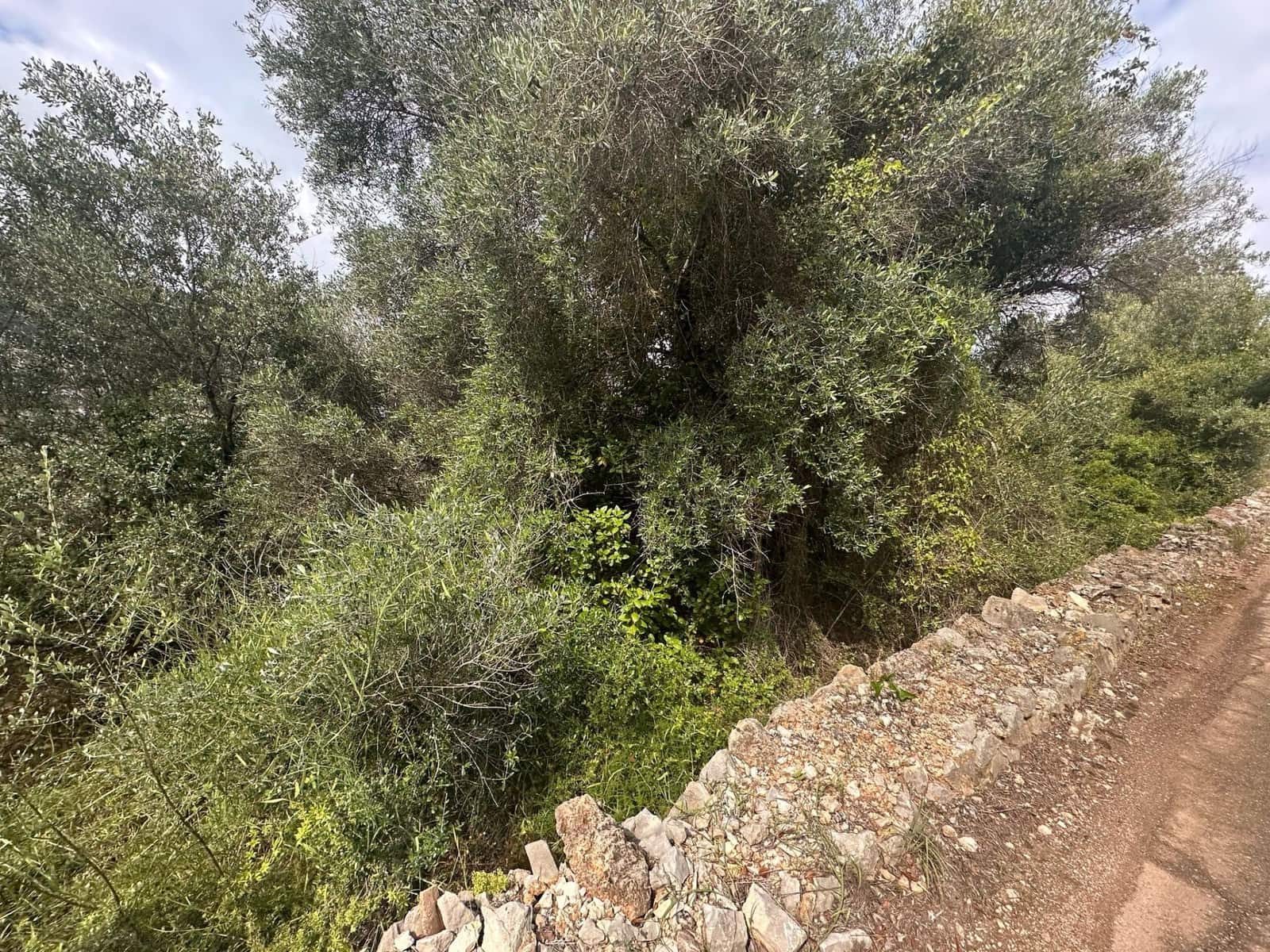 Ubebygd land til salgs i Alzira - € 25 000 (Ref: 9048707)
