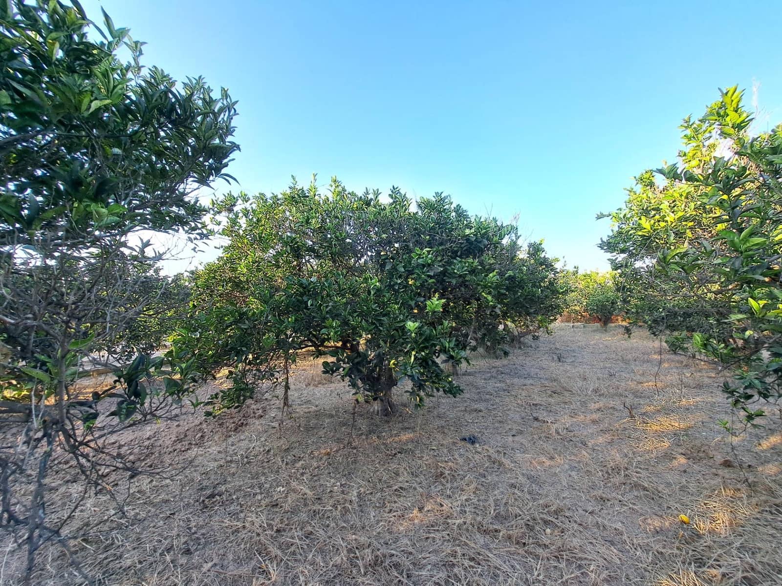 Finca/Landehus til salg i Carcaixent - € 167.000 (Ref: 9297168)