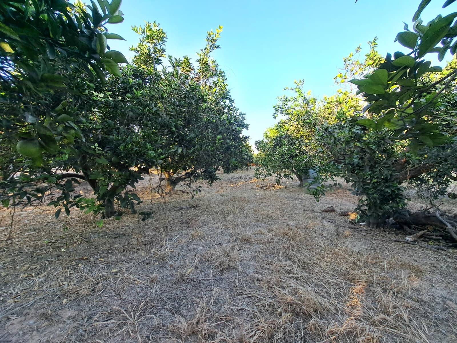 Finca/Landehus til salg i Carcaixent - € 167.000 (Ref: 9297168)