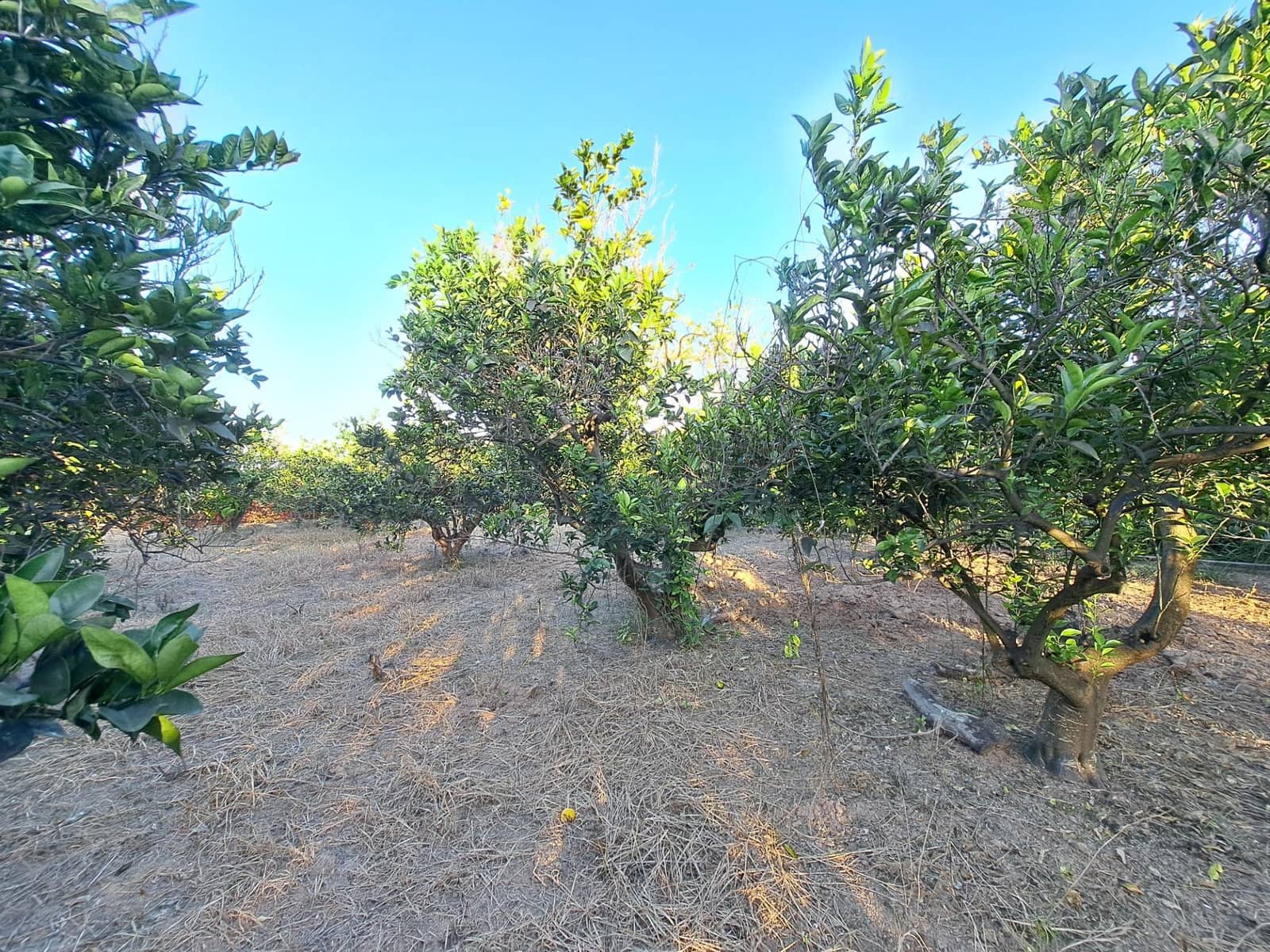 Finca/Landehus til salg i Carcaixent - € 167.000 (Ref: 9297168)