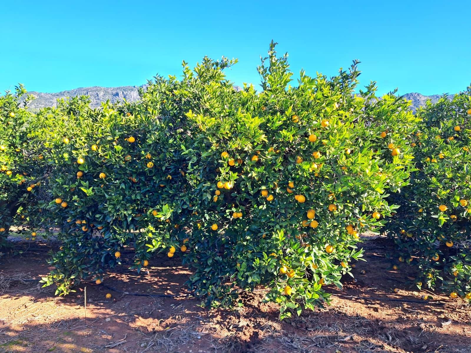 3 bedroom Finca/Country House for sale in Alzira with pool garage - € 140,000 (Ref: 9483520)