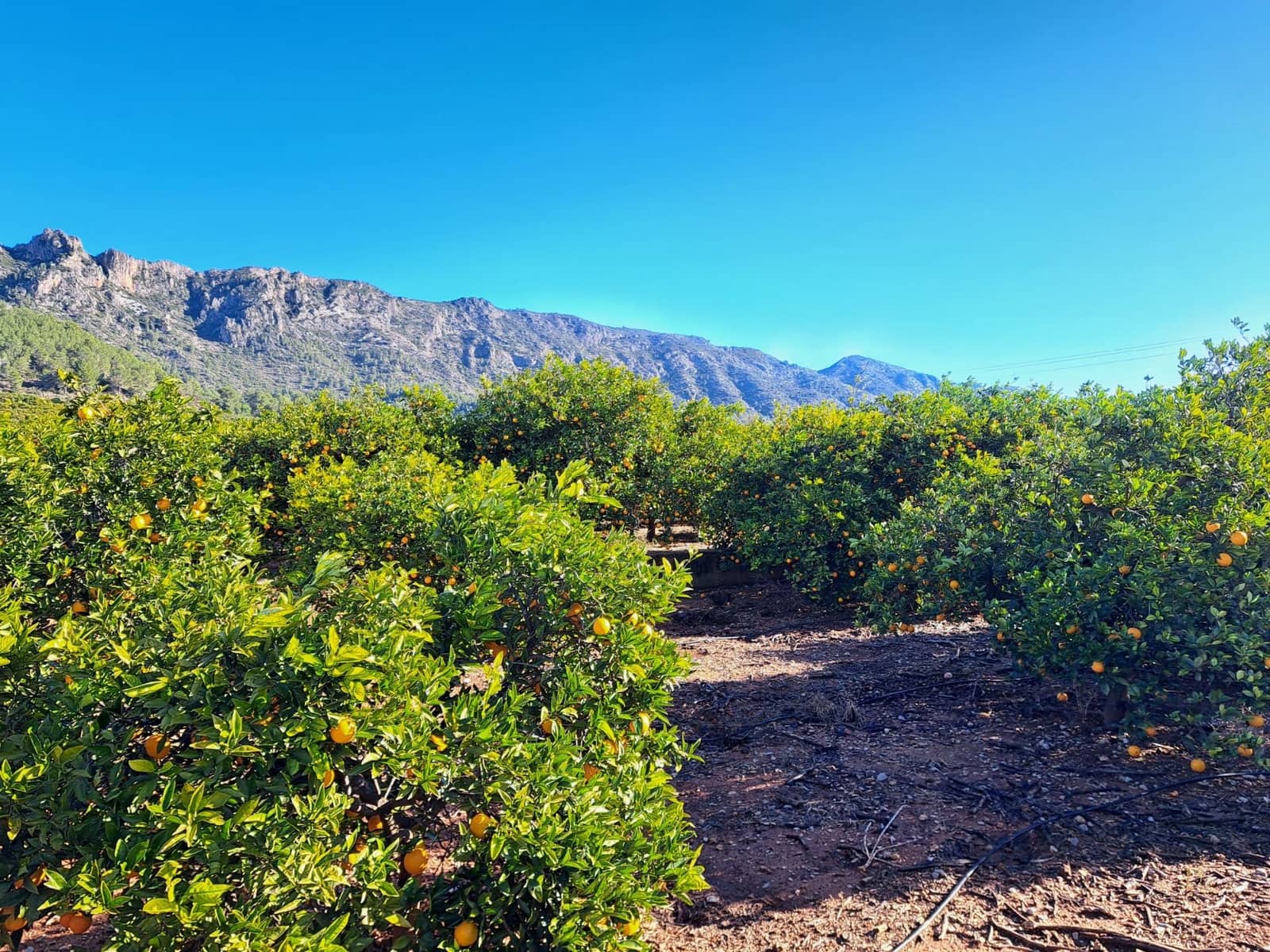 3 bedroom Finca/Country House for sale in Alzira with pool garage - € 140,000 (Ref: 9483520)