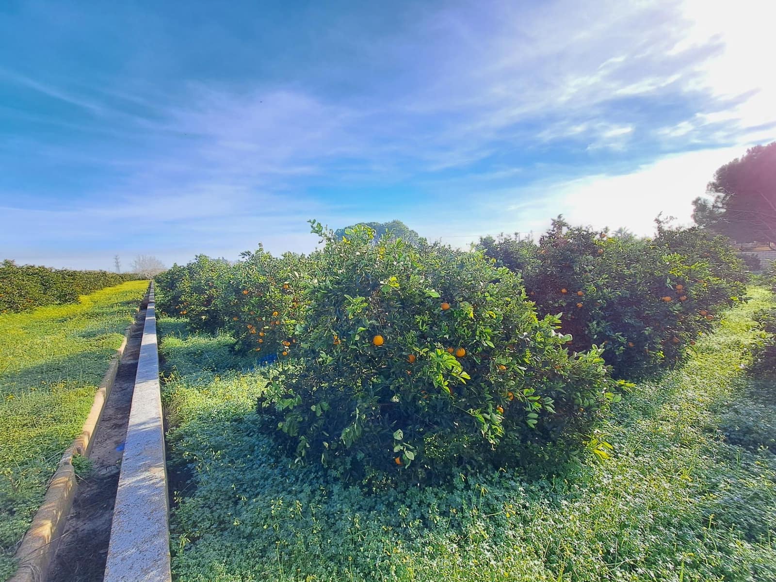 Teren niezagospodarowany na sprzedaż w Alzira - 130 000 € (Ref: 9504246)