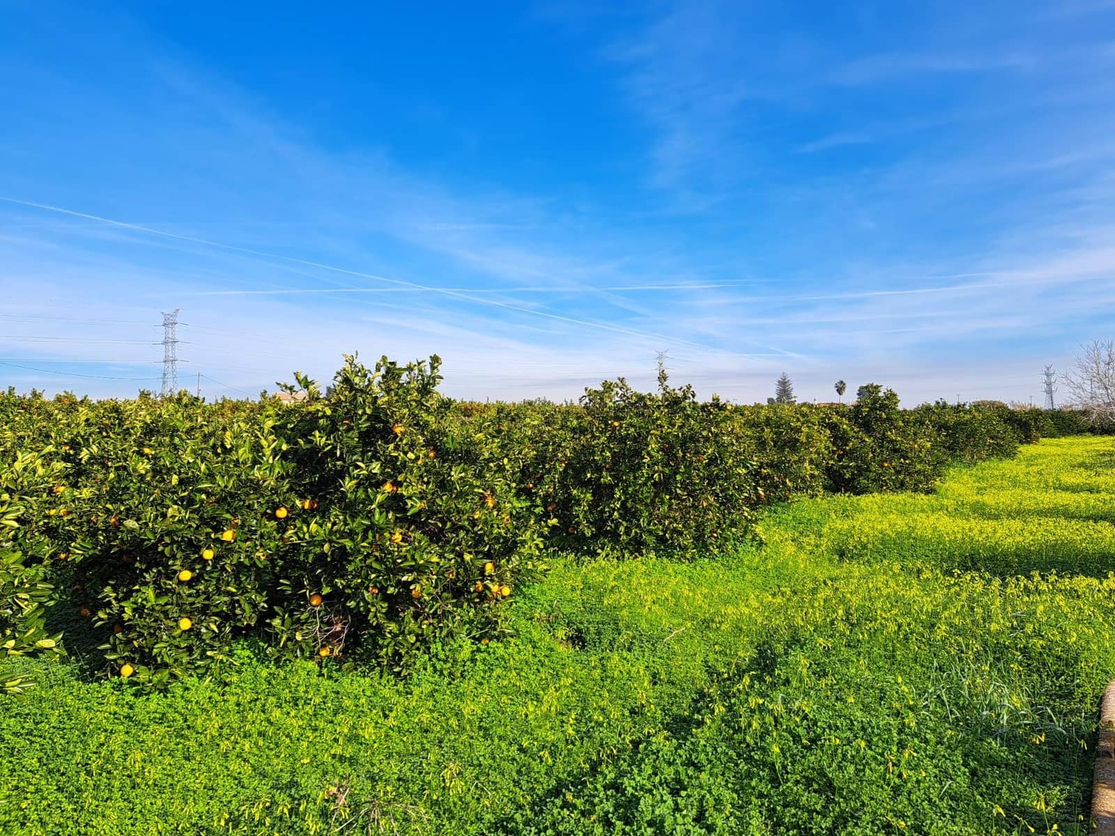 Teren niezagospodarowany na sprzedaż w Alzira - 130 000 € (Ref: 9504246)