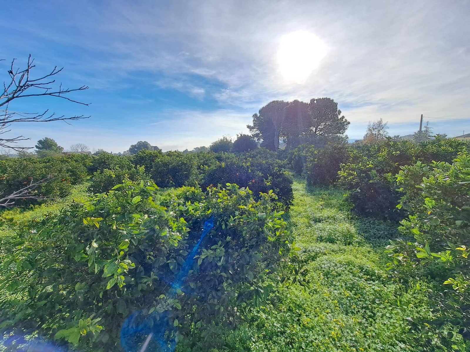 Teren niezagospodarowany na sprzedaż w Alzira - 130 000 € (Ref: 9504246)