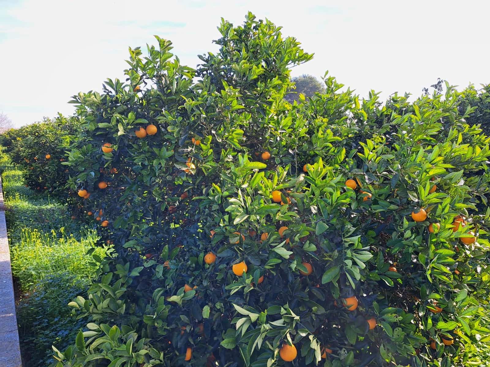 Teren niezagospodarowany na sprzedaż w Alzira - 130 000 € (Ref: 9504246)