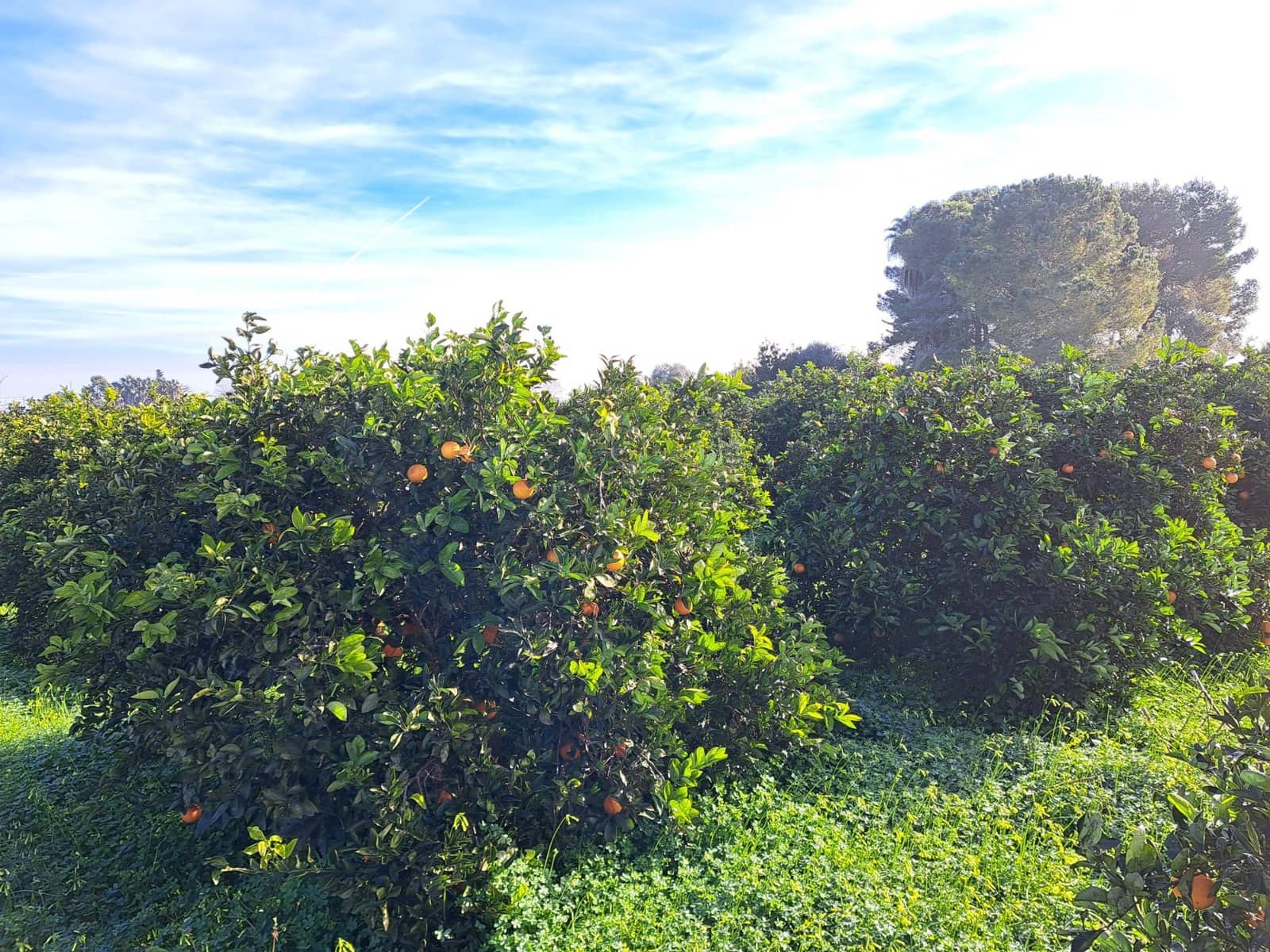 Teren niezagospodarowany na sprzedaż w Alzira - 130 000 € (Ref: 9504246)