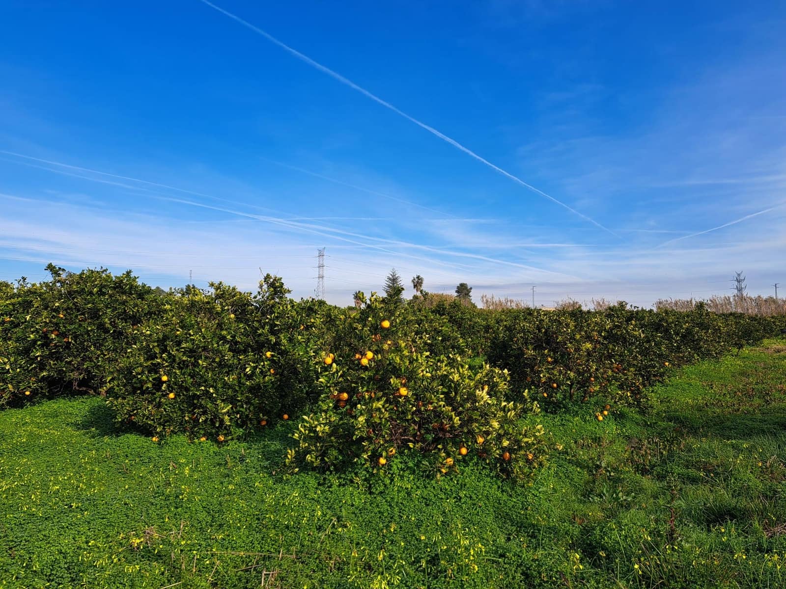 Teren niezagospodarowany na sprzedaż w Alzira - 130 000 € (Ref: 9504246)