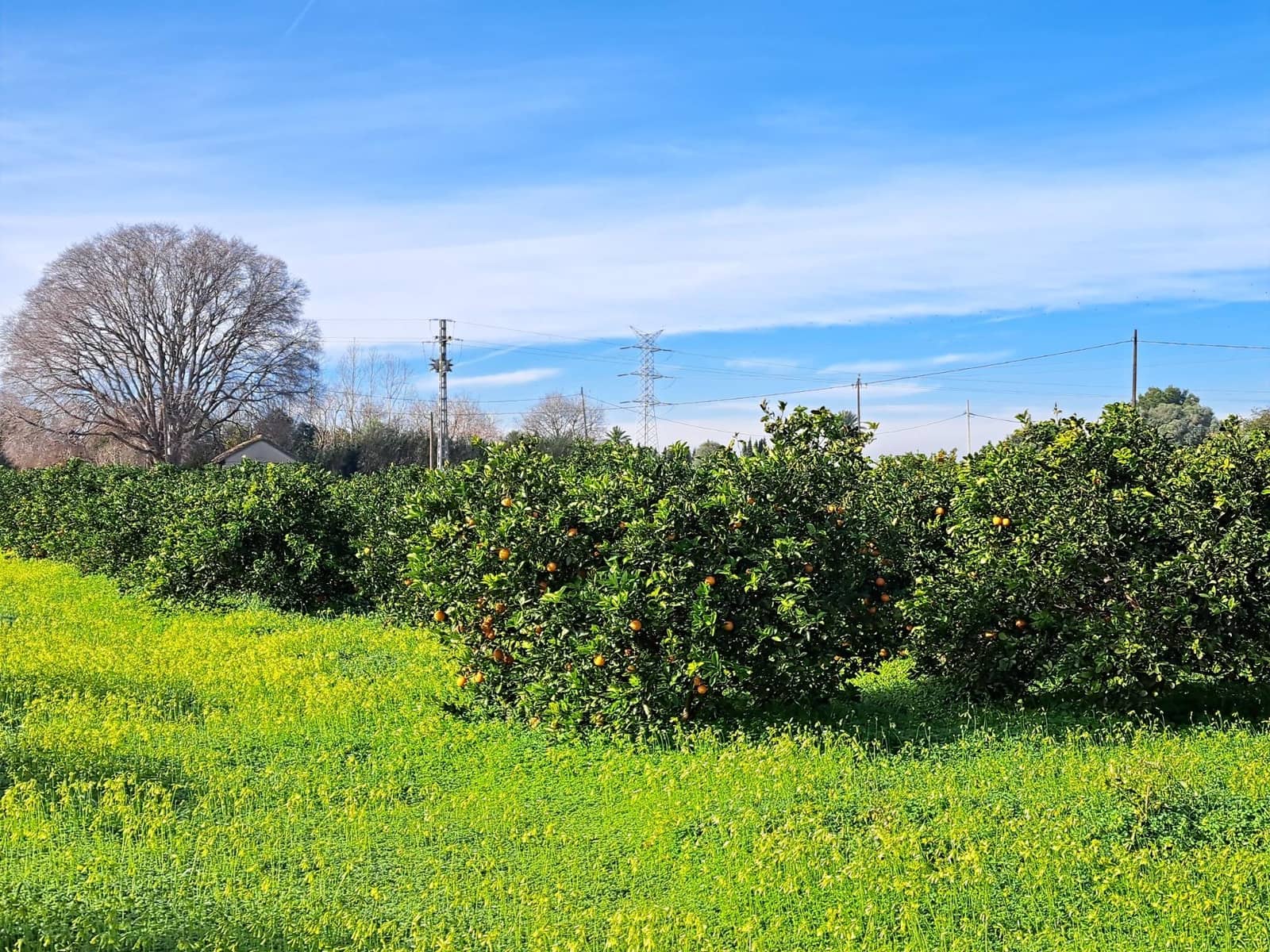 Teren niezagospodarowany na sprzedaż w Alzira - 130 000 € (Ref: 9504246)