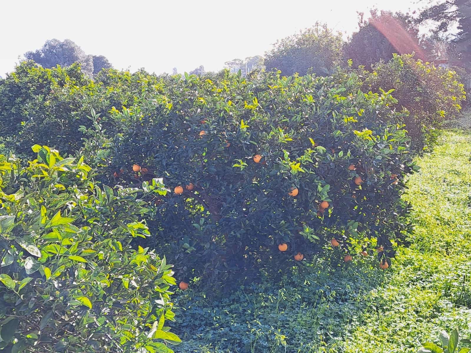 Teren niezagospodarowany na sprzedaż w Alzira - 130 000 € (Ref: 9504246)