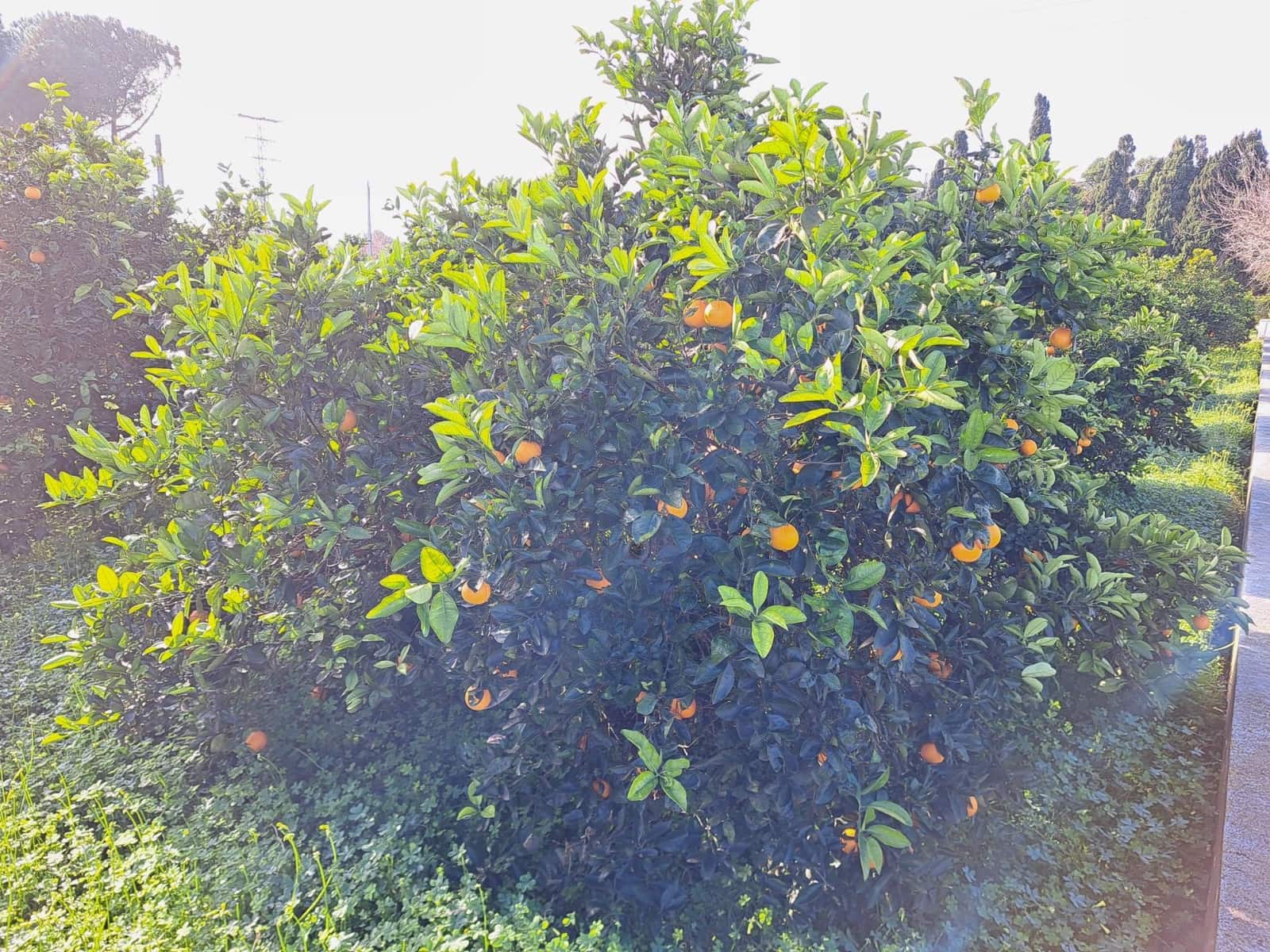 Teren niezagospodarowany na sprzedaż w Alzira - 130 000 € (Ref: 9504246)