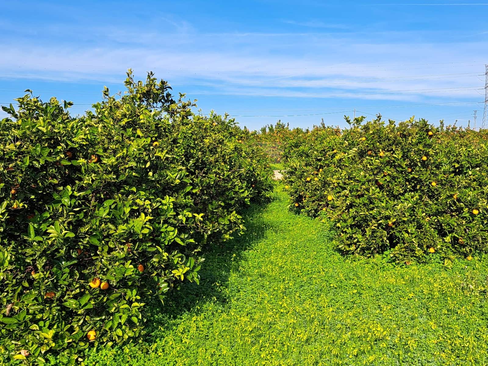 Teren niezagospodarowany na sprzedaż w Alzira - 130 000 € (Ref: 9504246)