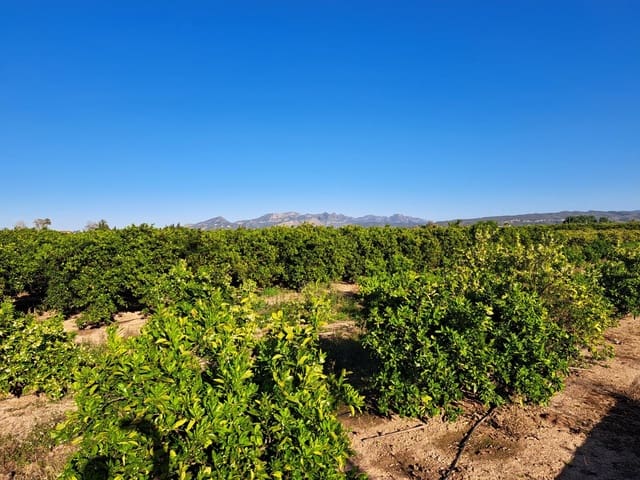 Undeveloped Land for sale in Alzira - € 87,000 (Ref: 9735555)