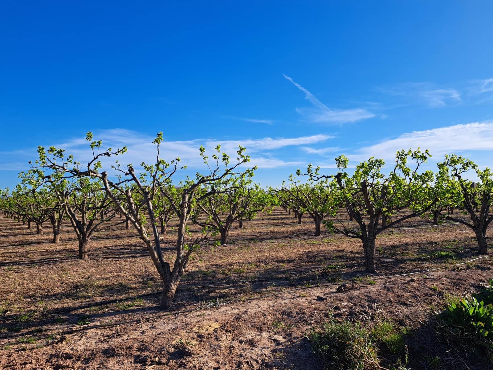 Terreno Não Urbanizado para venda em Alzira - 87 000 € (Ref: 9735555)