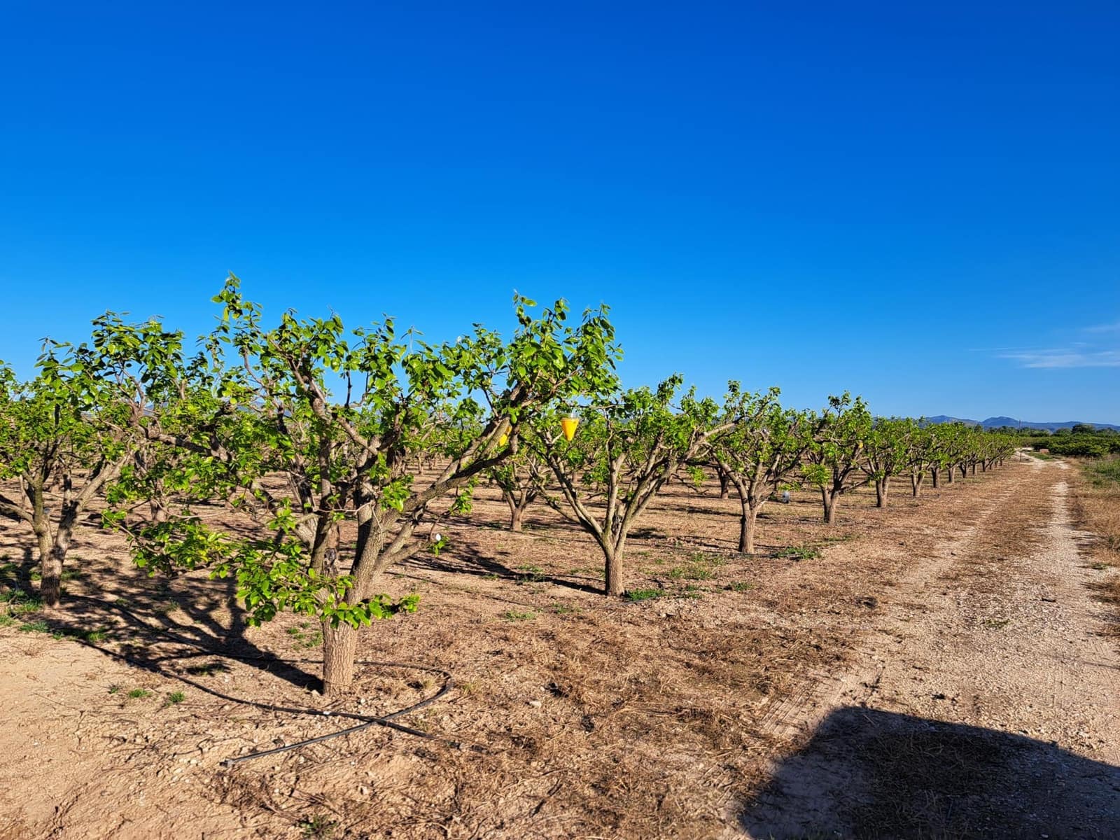 Terreno Não Urbanizado para venda em Alzira - 87 000 € (Ref: 9735555)