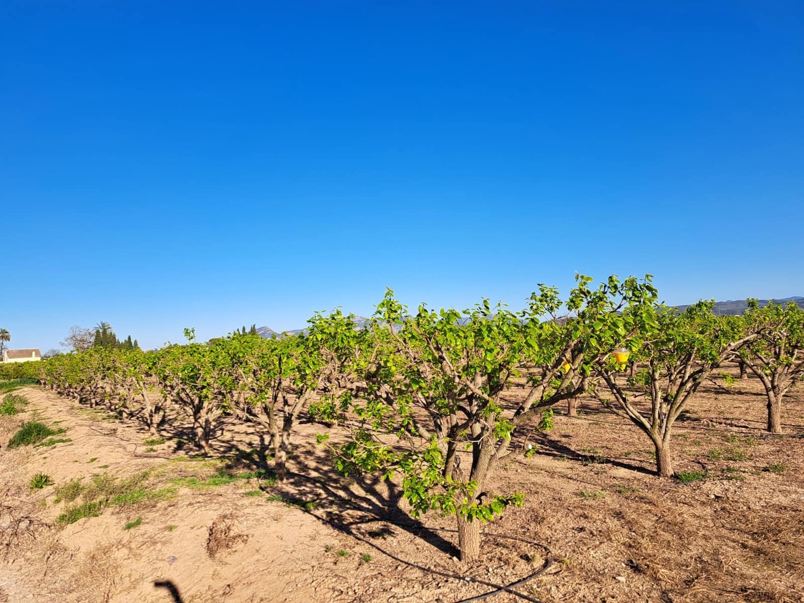 Terreno Não Urbanizado para venda em Alzira - 87 000 € (Ref: 9735555)