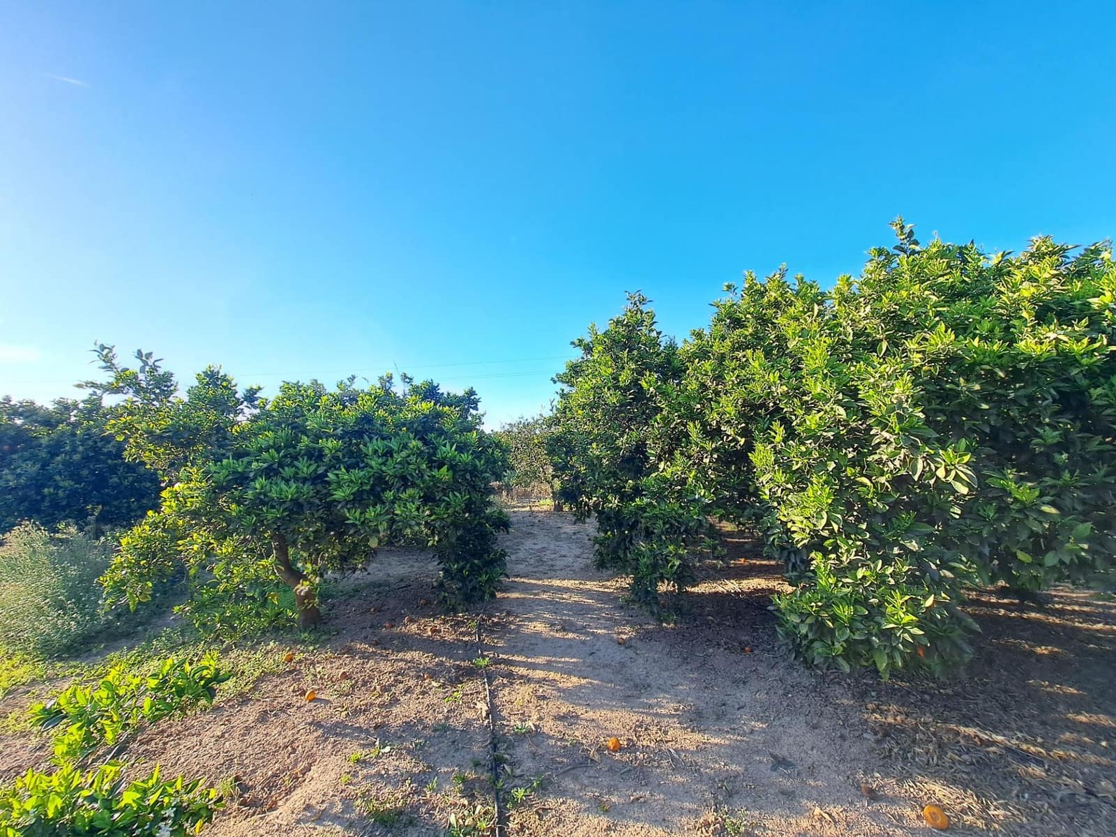 Terreno Não Urbanizado para venda em Alzira - 87 000 € (Ref: 9735555)