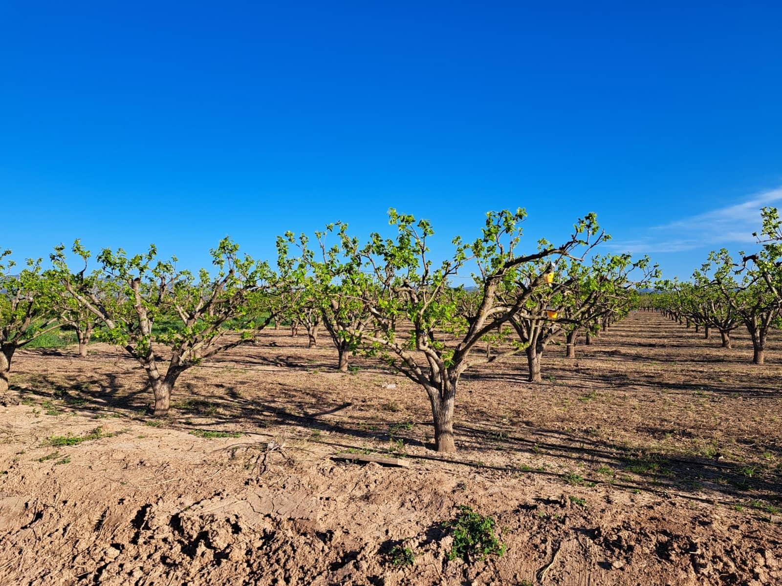 Terreno Não Urbanizado para venda em Alzira - 87 000 € (Ref: 9735555)