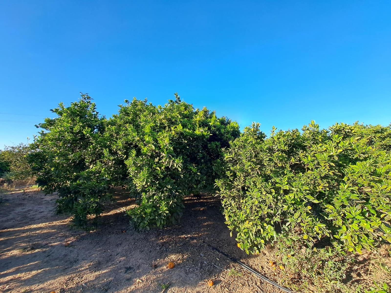 Terreno Não Urbanizado para venda em Alzira - 87 000 € (Ref: 9735555)