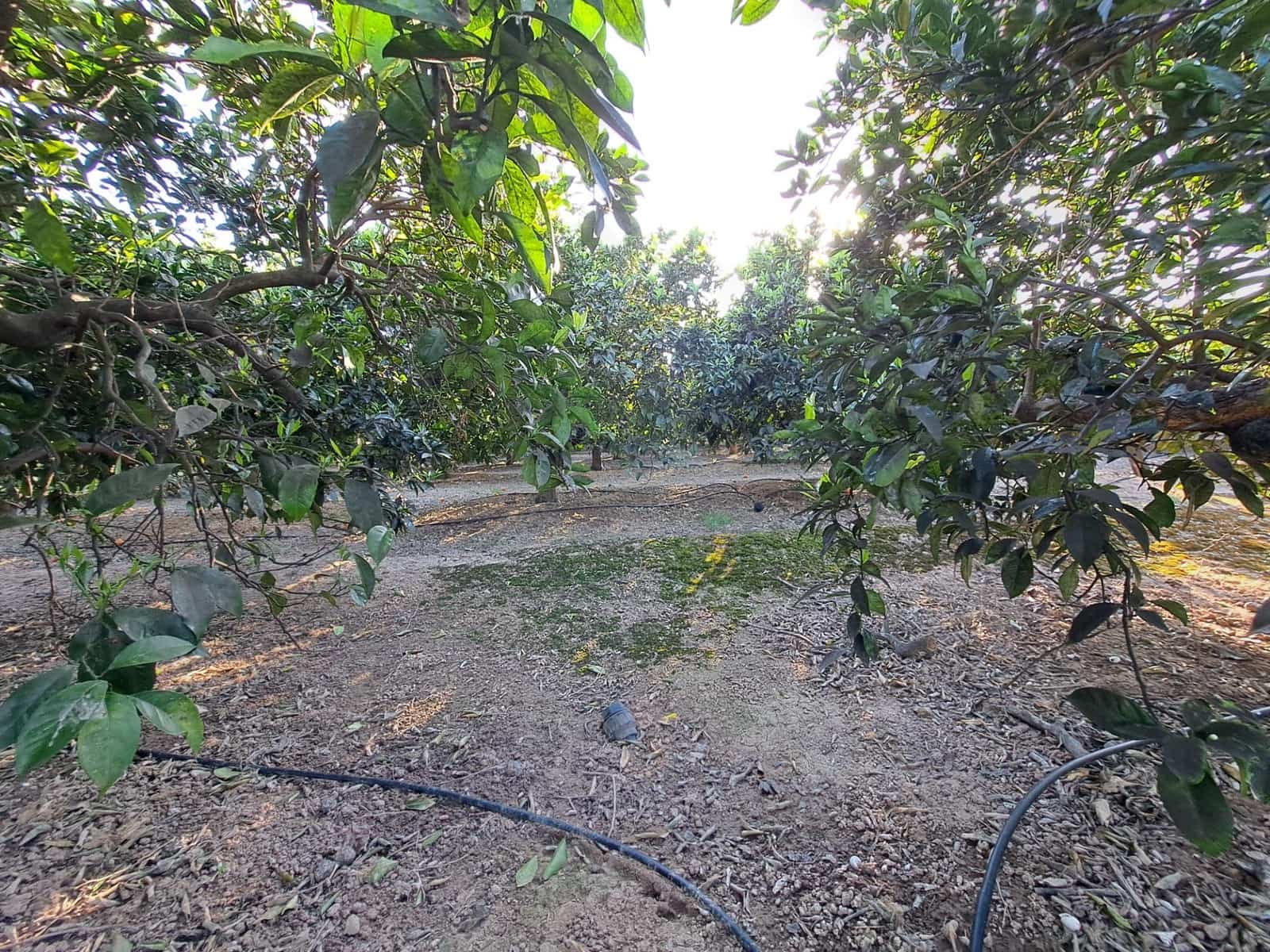 Terreno Não Urbanizado para venda em Alzira - 87 000 € (Ref: 9735555)