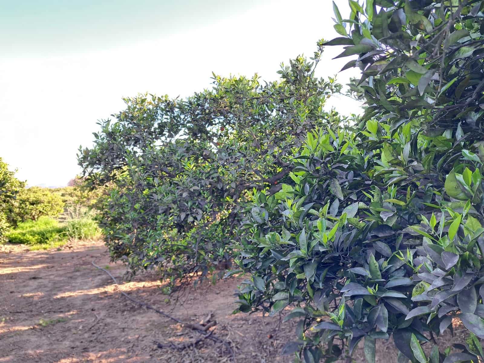 Terreno Não Urbanizado para venda em Alzira - 87 000 € (Ref: 9735555)