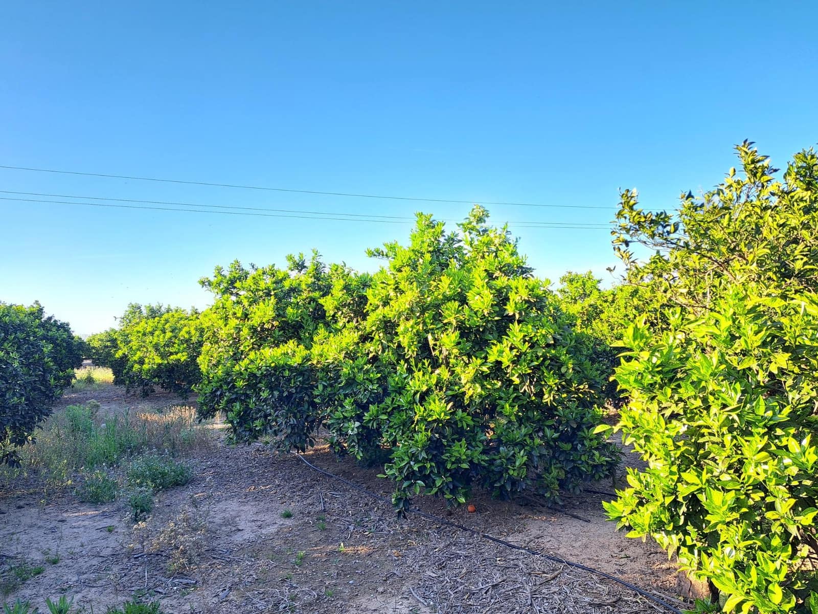 Terreno Não Urbanizado para venda em Alzira - 87 000 € (Ref: 9735555)
