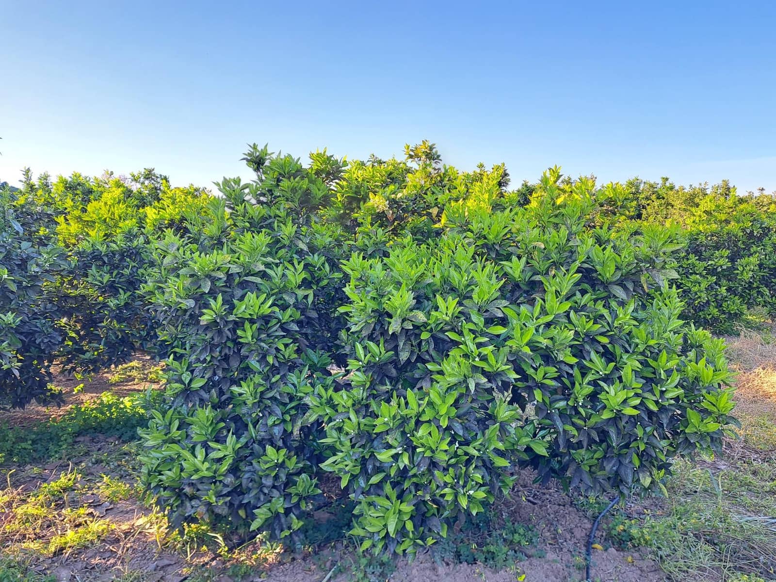 Terreno Não Urbanizado para venda em Alzira - 87 000 € (Ref: 9735555)