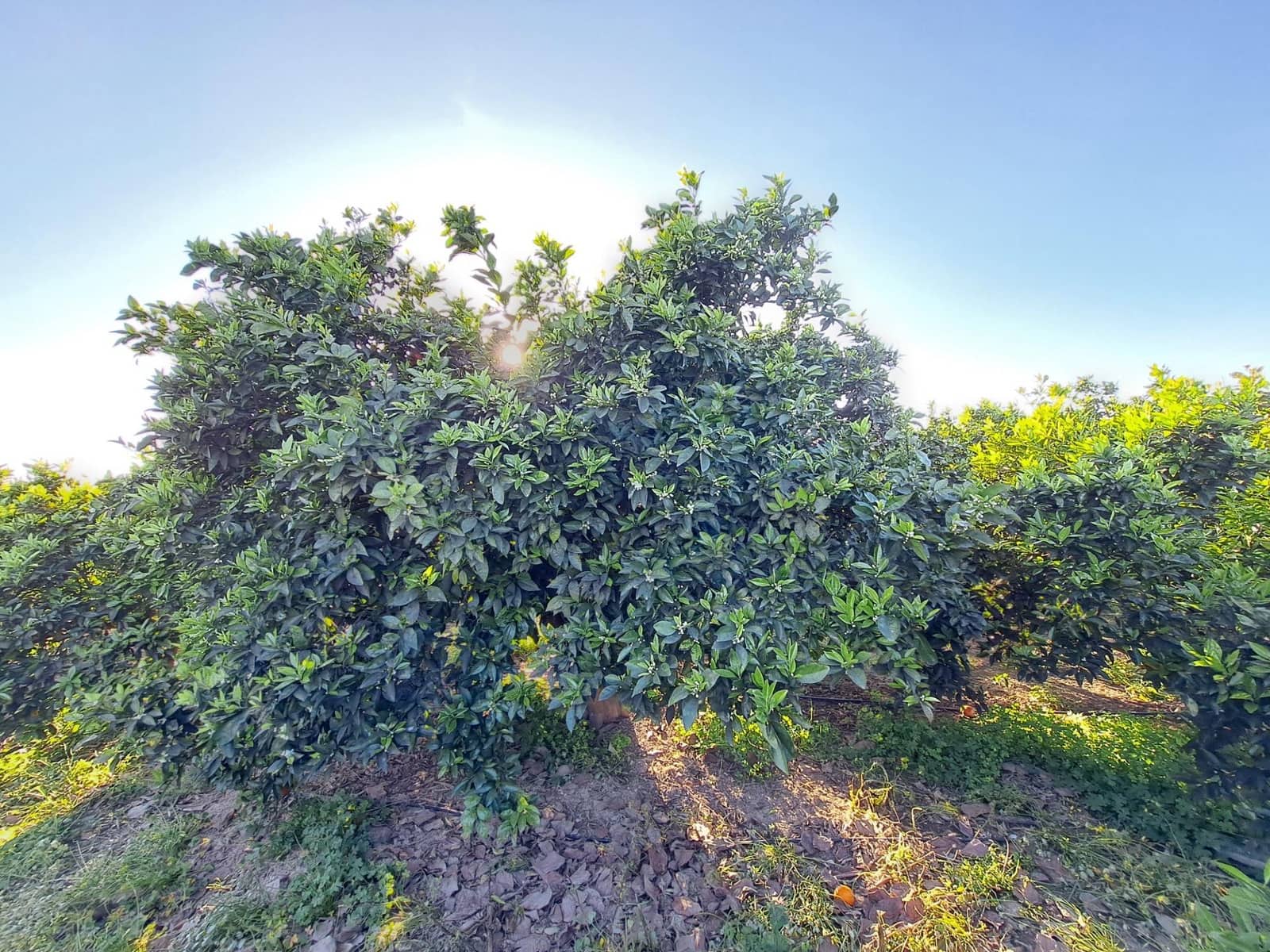 Terreno Não Urbanizado para venda em Alzira - 87 000 € (Ref: 9735555)