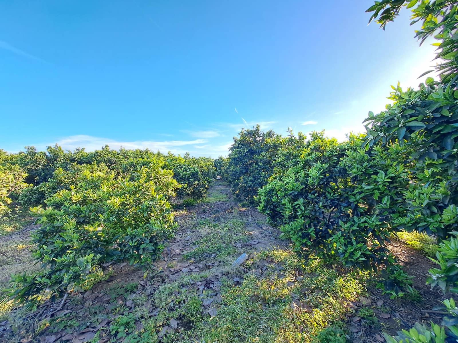 Terreno Não Urbanizado para venda em Alzira - 87 000 € (Ref: 9735555)