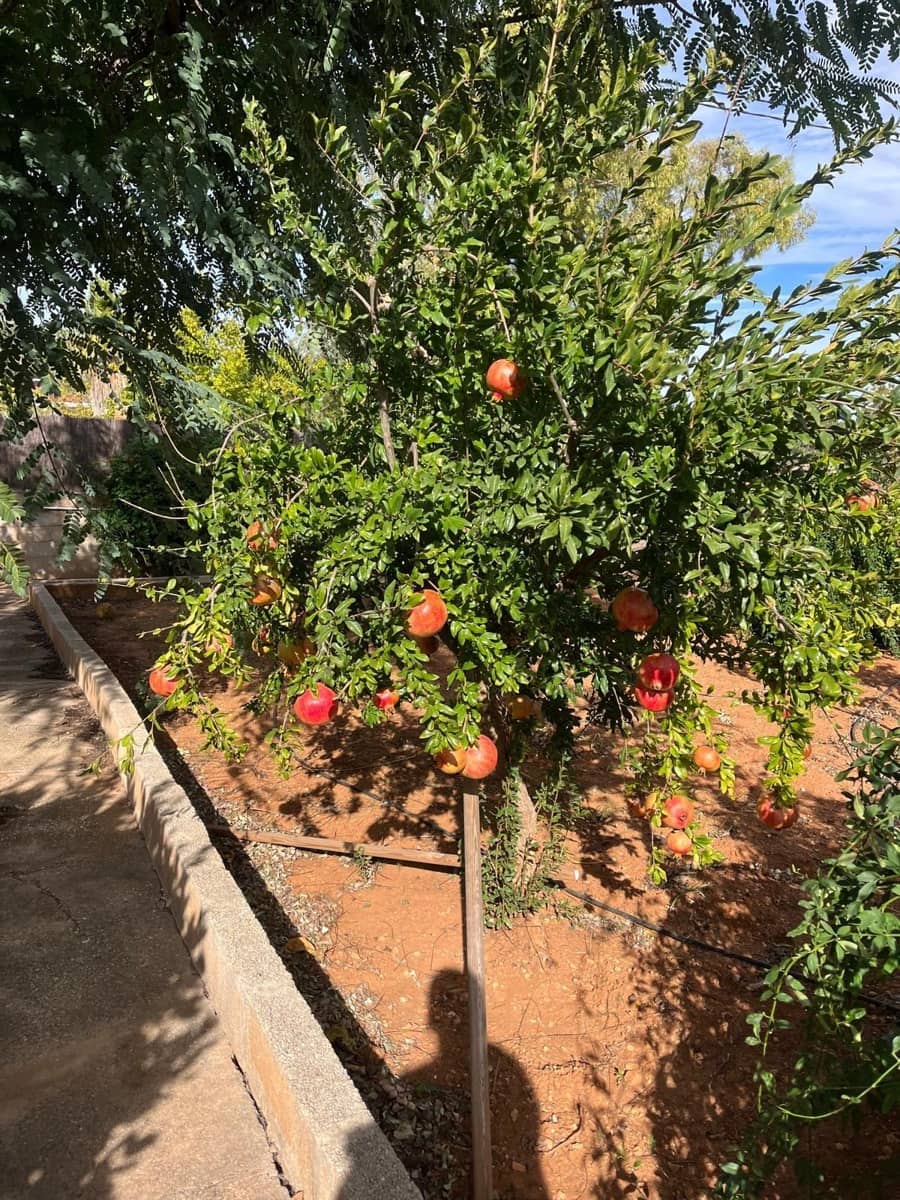 3 Zimmer Villa zu verkaufen in Llombai mit Pool - 240.000 € (Ref: 9927382)