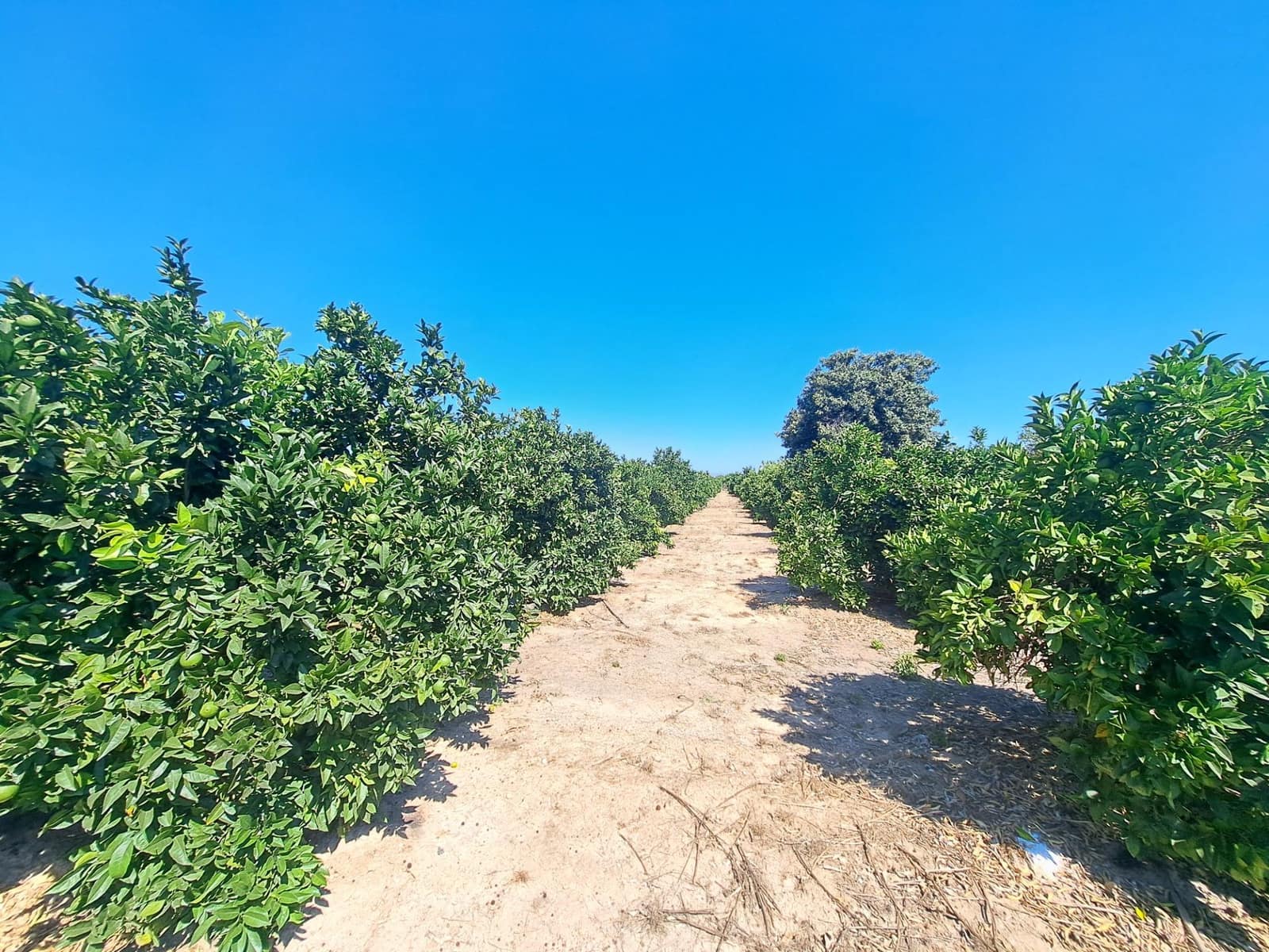Undeveloped Land for sale in Carcaixent - € 65,000 (Ref: 9942503)