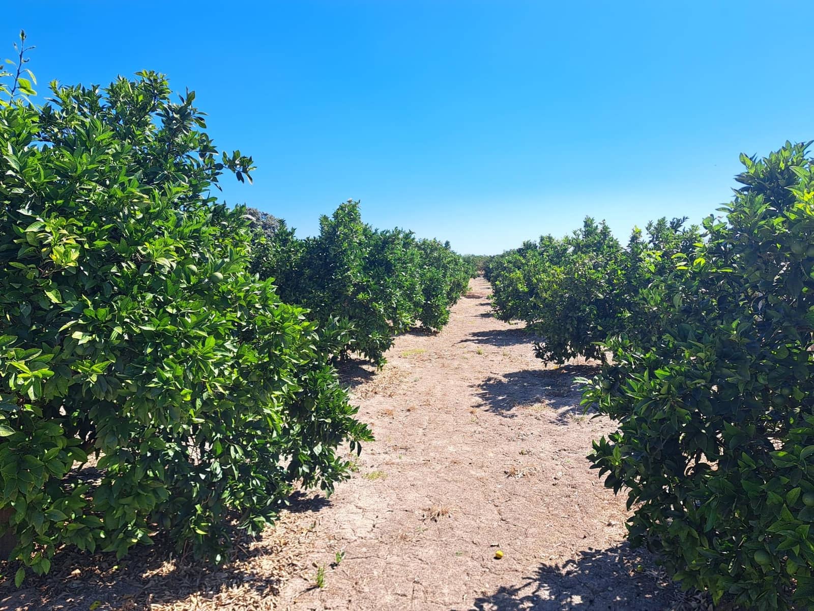 Undeveloped Land for sale in Carcaixent - € 65,000 (Ref: 9942503)