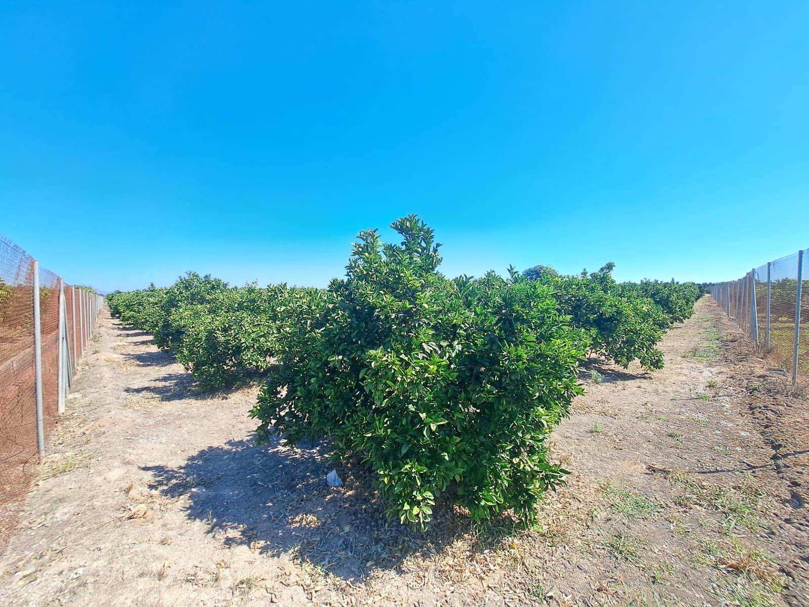 Undeveloped Land for sale in Carcaixent - € 65,000 (Ref: 9942503)