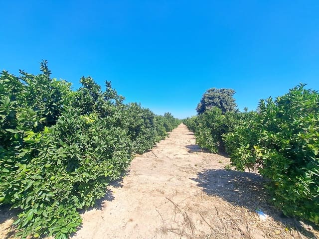 Terre non Aménagée à vendre à Carcaixent - 65 000 € (Ref: 9942503)