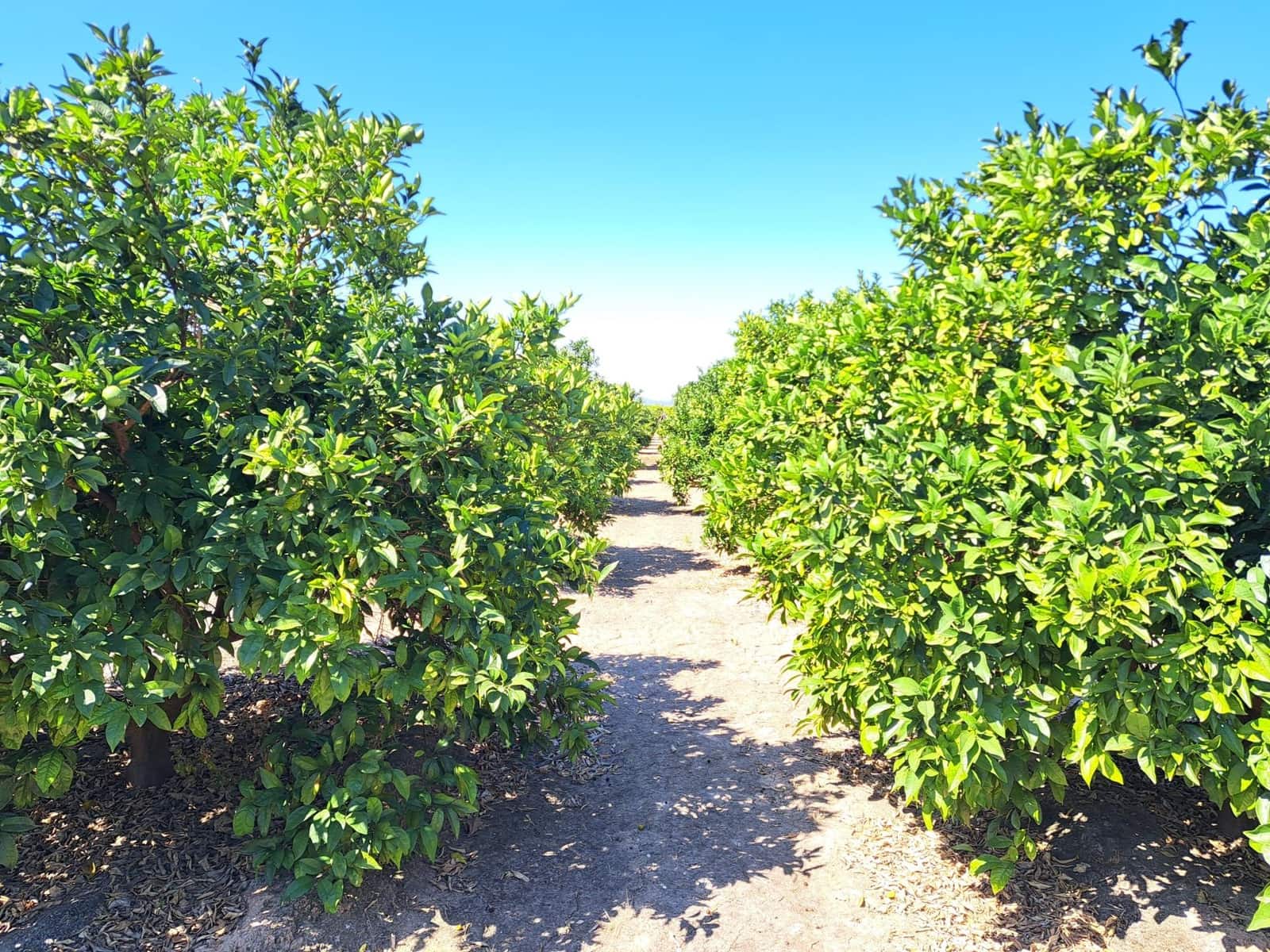 Undeveloped Land for sale in Carcaixent - € 65,000 (Ref: 9942503)