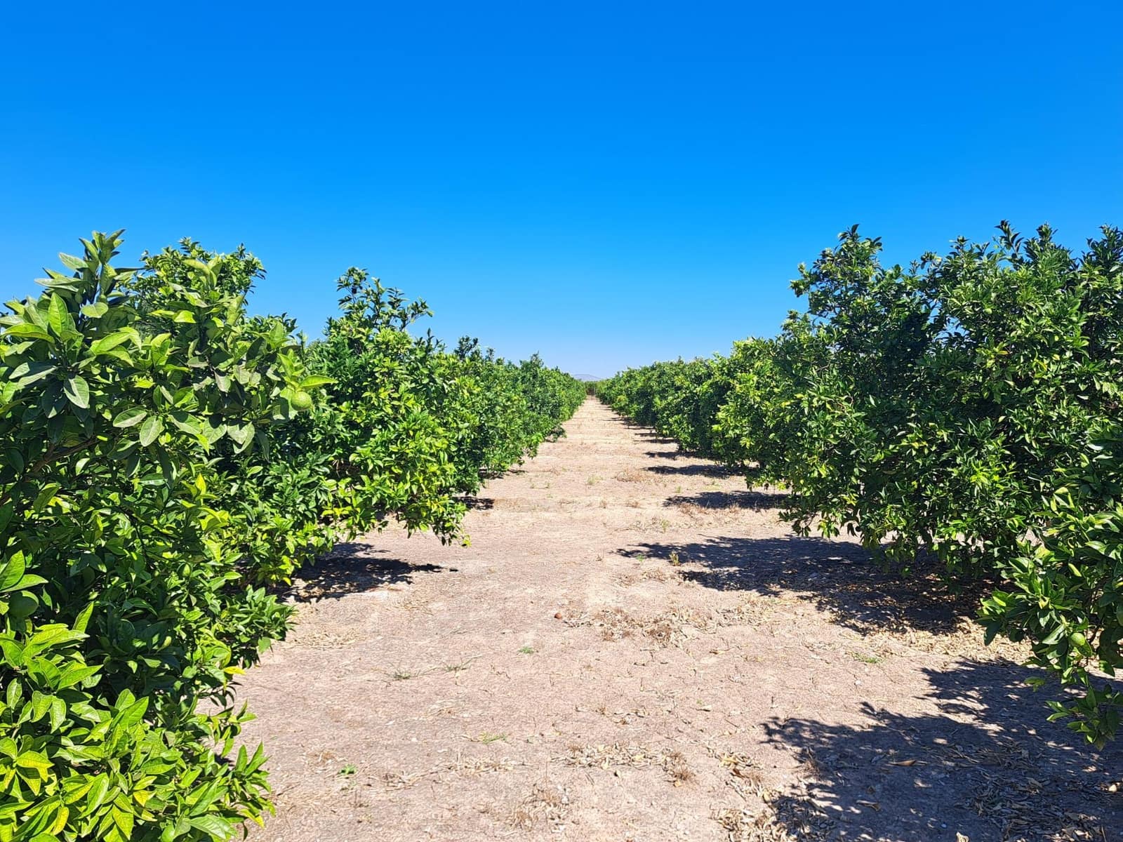 Undeveloped Land for sale in Carcaixent - € 65,000 (Ref: 9942503)