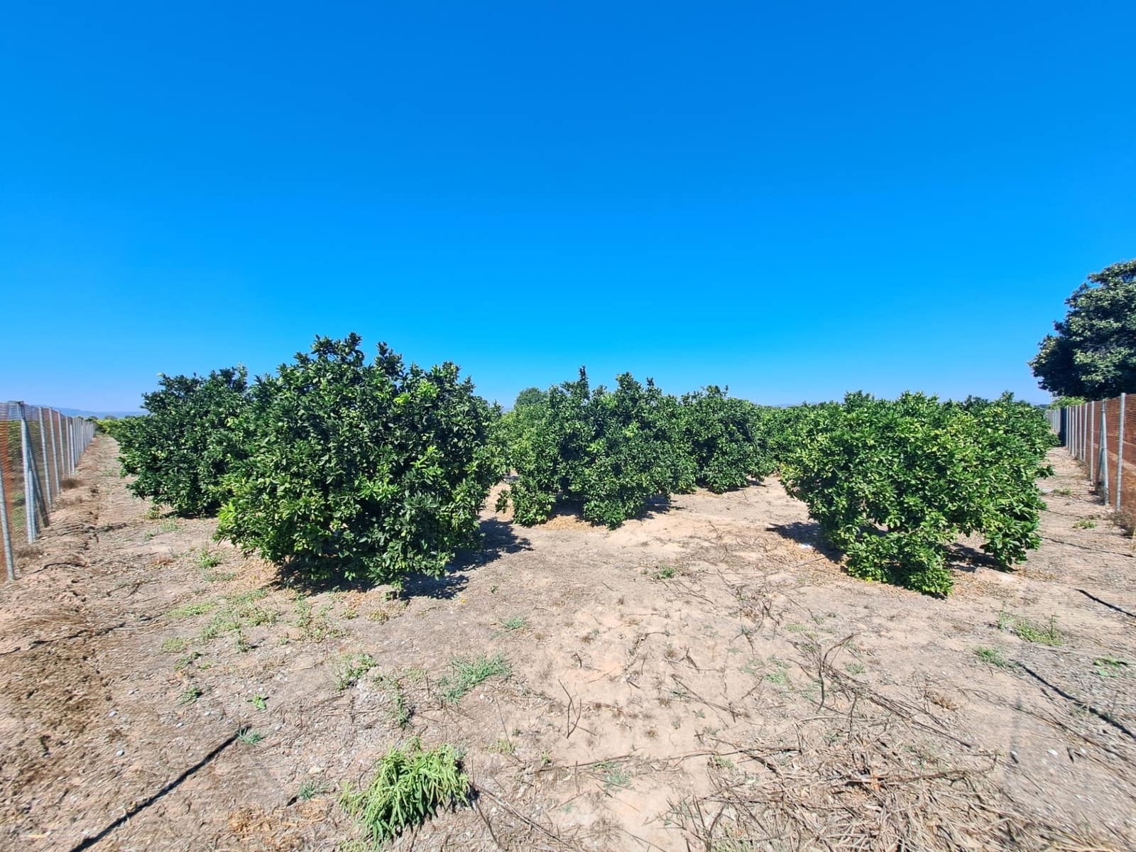 Undeveloped Land for sale in Carcaixent - € 65,000 (Ref: 9942503)