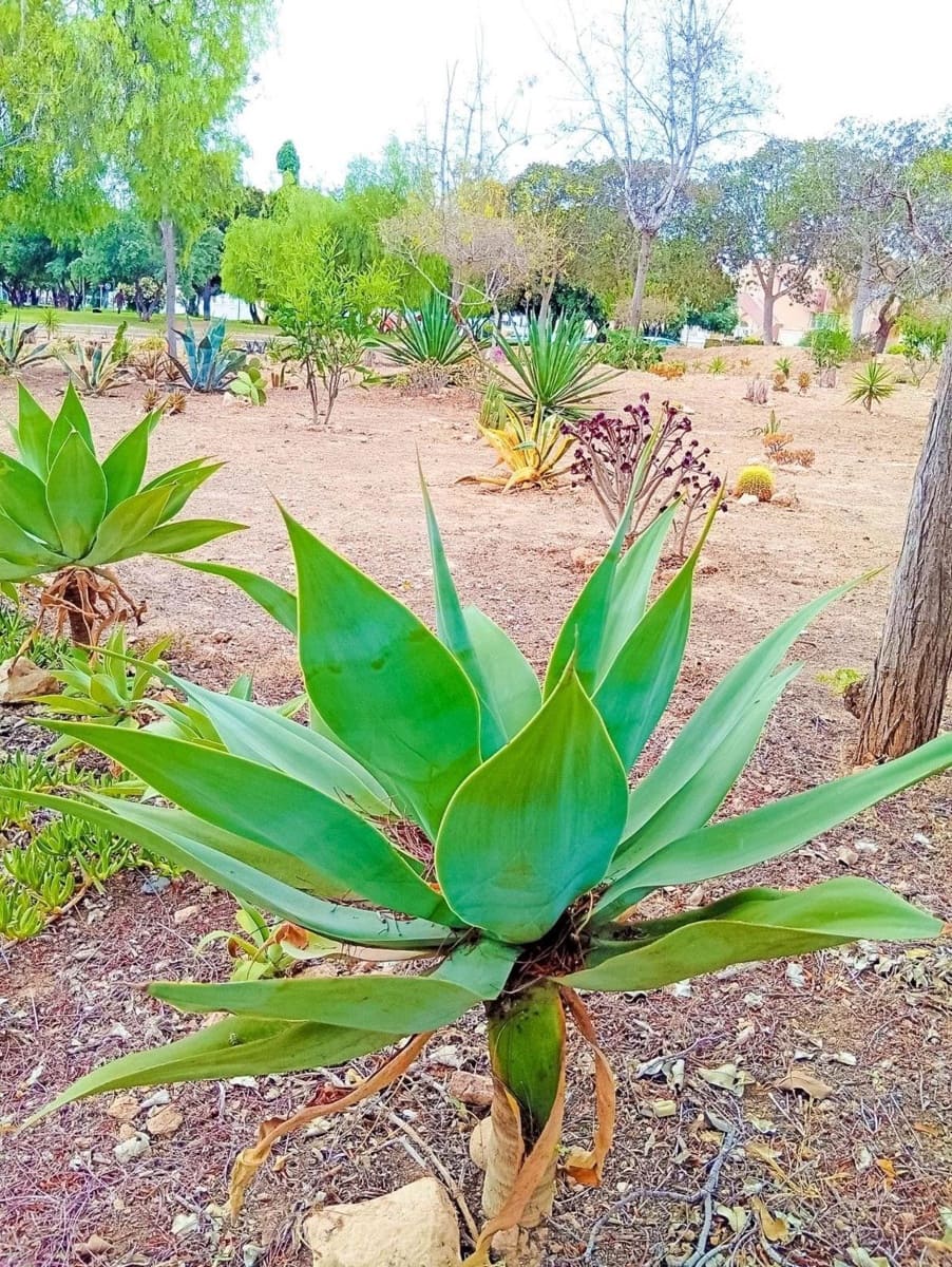 2 sovrum Lägenhet till salu i Orihuela Costa med pool - 135 000 € (Ref: 9155801)