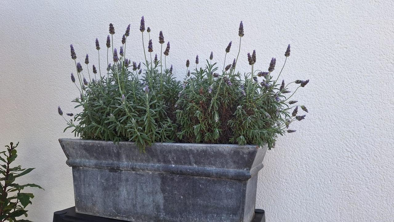 4 quarto Moradia para venda em Torrevieja com piscina - 490 000 € (Ref: 9155925)