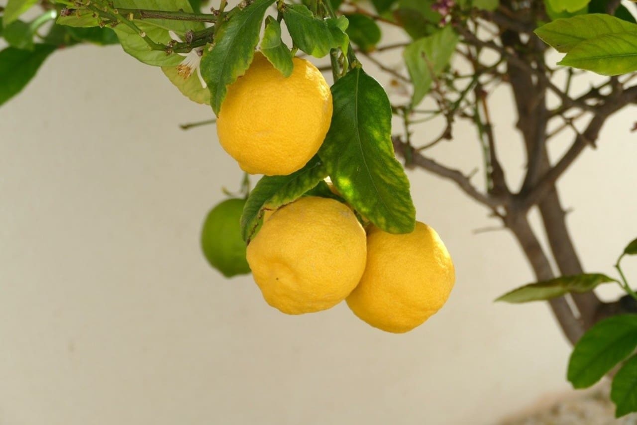 4 sovrum Villa till salu i Benijofar - 675 000 € (Ref: 9765073)