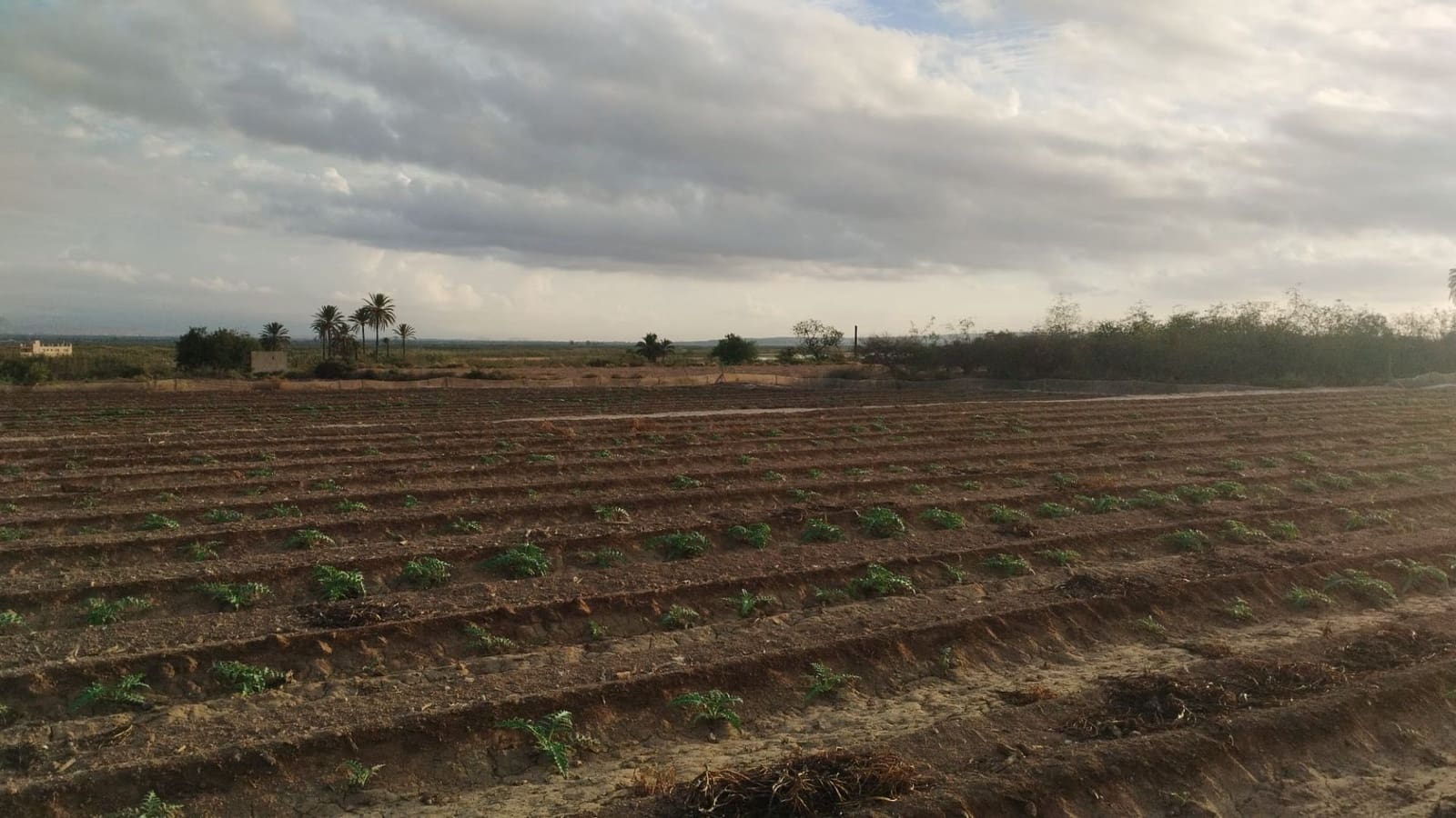 Grunde uden byggetilladelser til salg i La Marina - € 182.000 (Ref: 9321547)