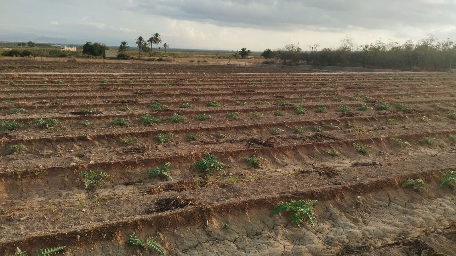 Grunde uden byggetilladelser til salg i La Marina - € 182.000 (Ref: 9321547)