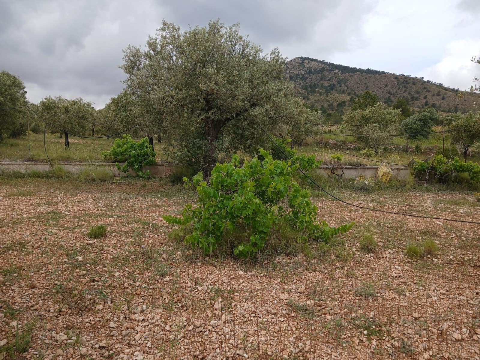 5 chambre Finca/Maison de Campagne à vendre à Yecla avec piscine garage - 70 000 € (Ref: 9275027)