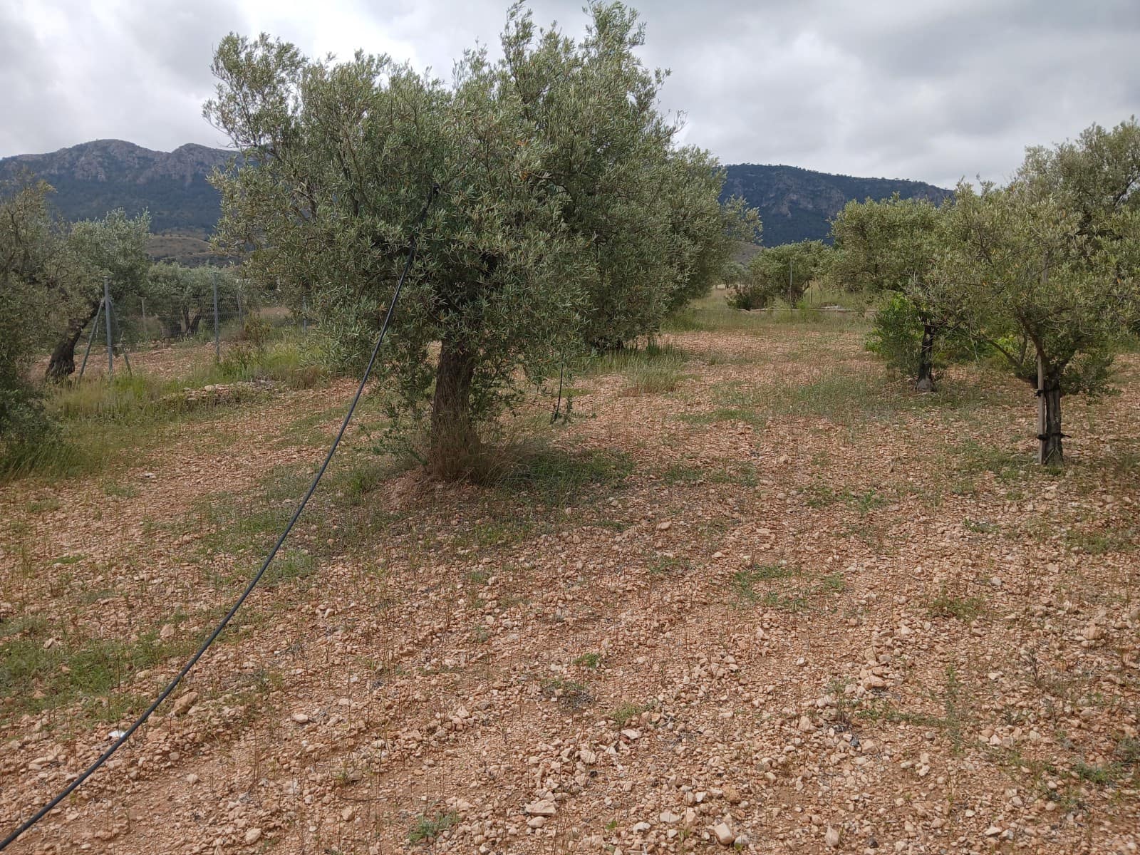 5 chambre Finca/Maison de Campagne à vendre à Yecla avec piscine garage - 70 000 € (Ref: 9275027)