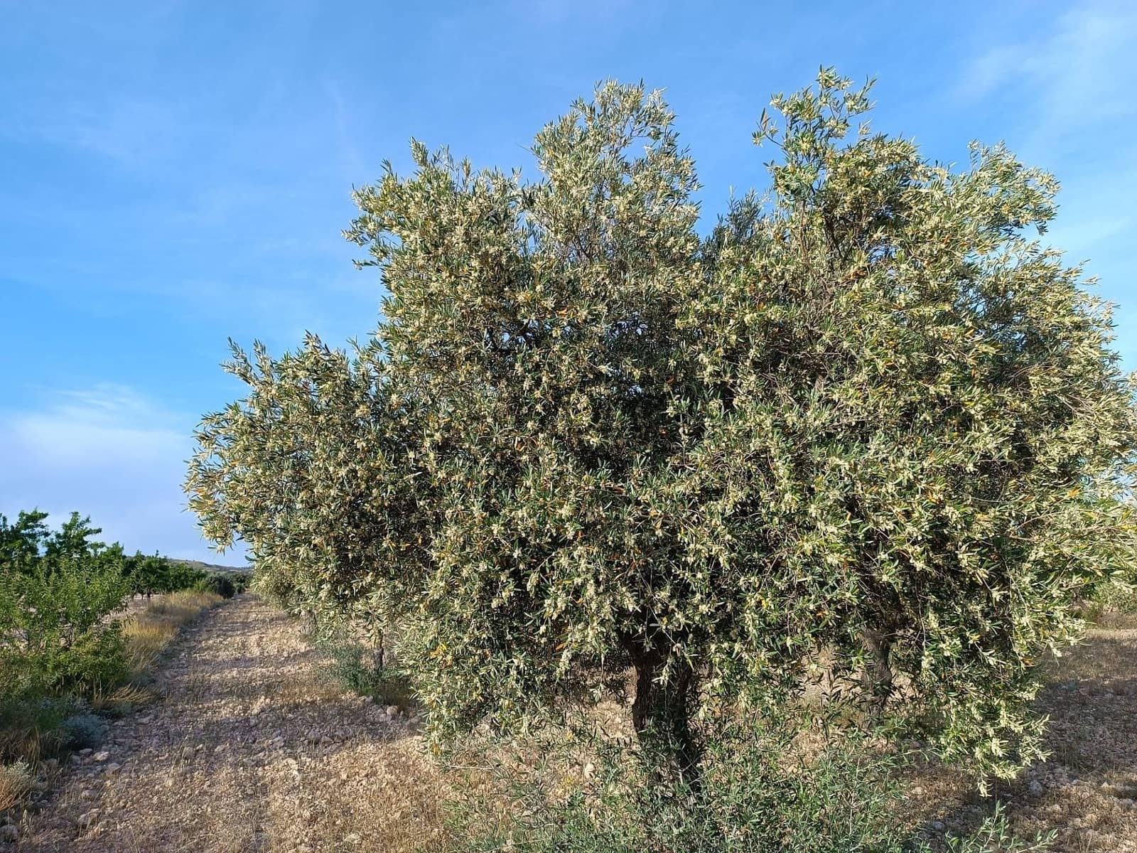 Finca/Landhuis te koop in Yecla met zwembad - € 98.000 (Ref: 9413046)