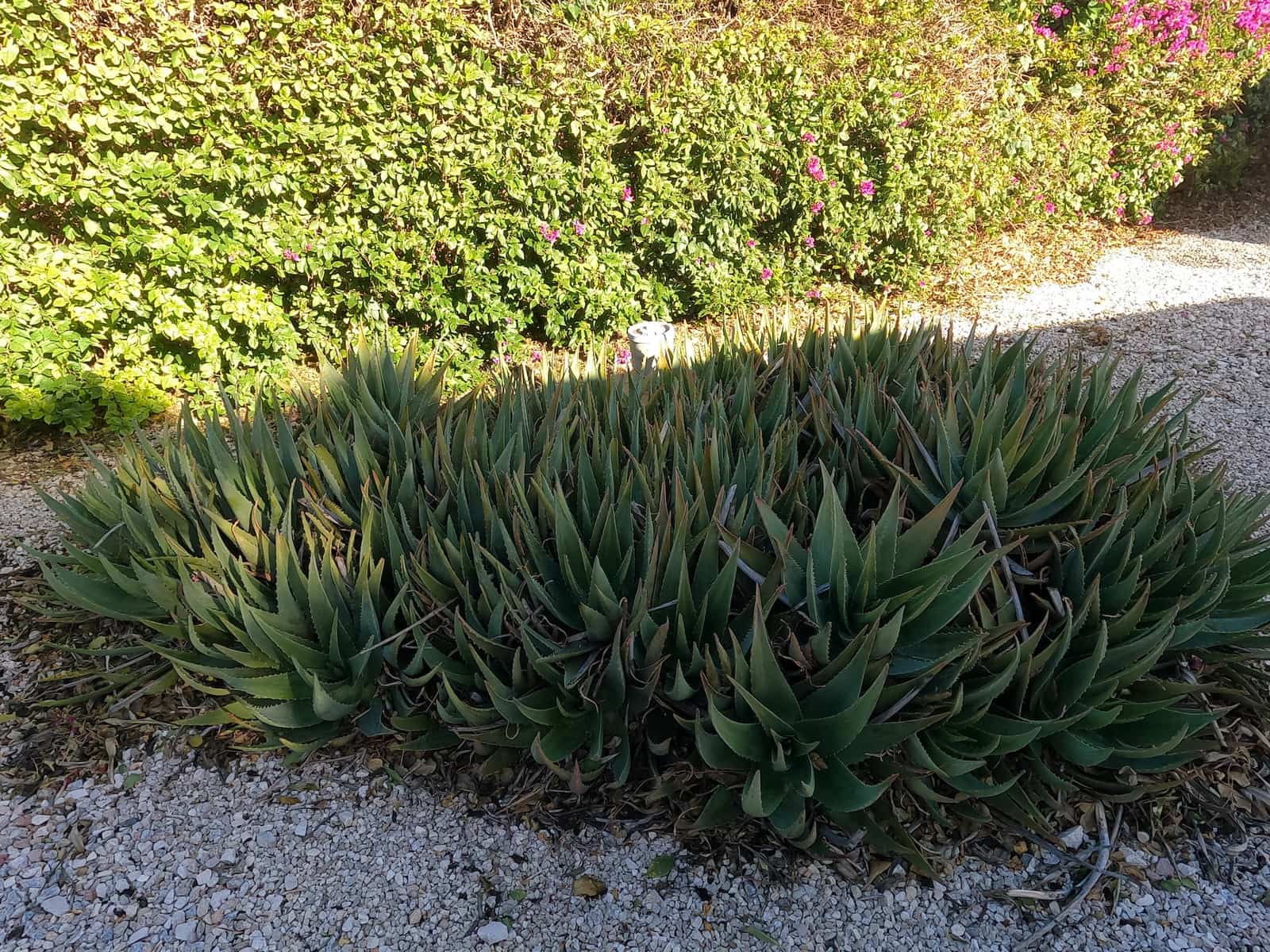 3 slaapkamer Finca/Landhuis te koop in Orihuela met zwembad garage - € 375.000 (Ref: 9604466)