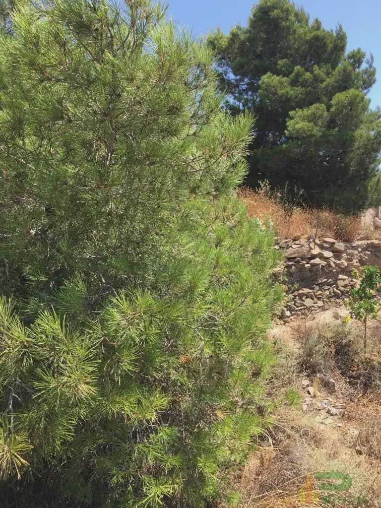 Tomt till salu i Lorca - 90 500 € (Ref: 10012378)